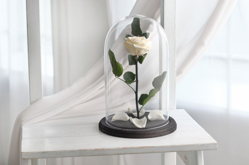 Роза в колбе - Белая - Премиум 