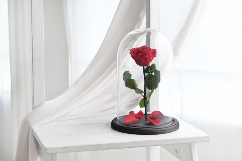 Роза в колбе - Вишневая - Премиум 