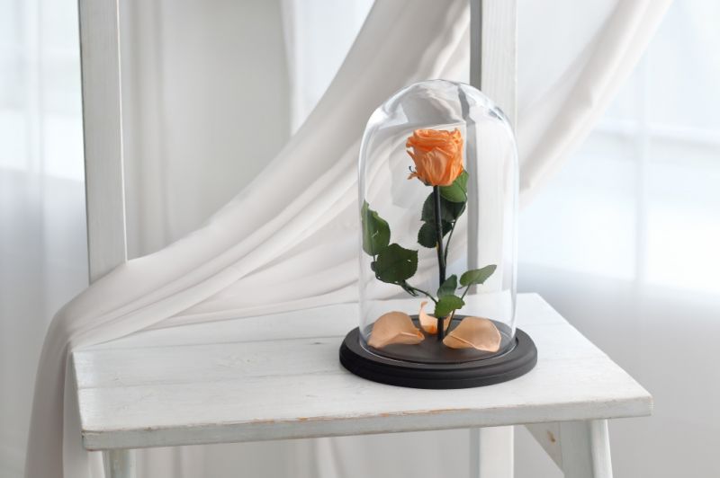 Роза в колбе - Персиковая - Стандарт