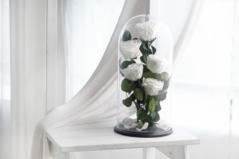 Роза в колбе - Белая - Royal