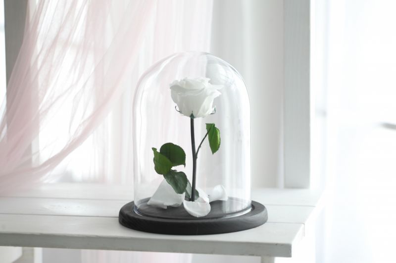 Роза в колбе - Белая - Стандарт