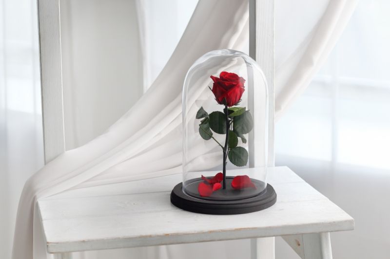 Роза в колбе - Бургунди - Стандарт